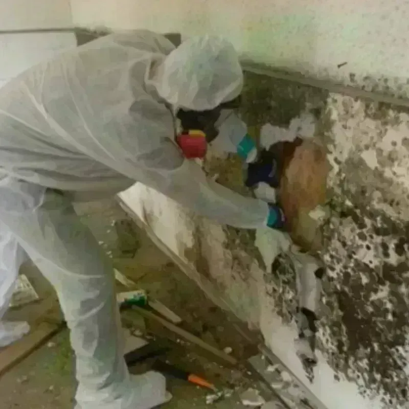 Mold Remediation and Removal in Lexington Park, MD